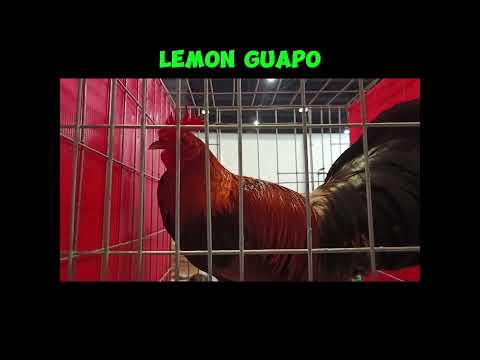 Lemon Guapo Brood Stag & Brood Hen | Joey Alojado