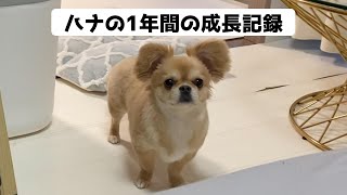 ハナの1年間の成長記録【うわうわ犬】