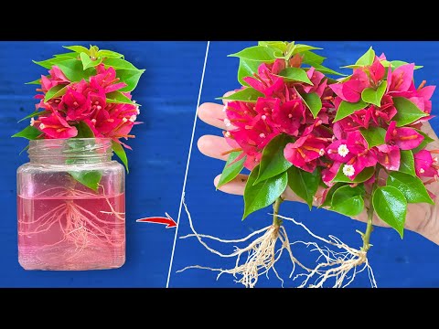 Try Beta vulgaris! Bougainvillea blooming 100 flowers has never been easier!