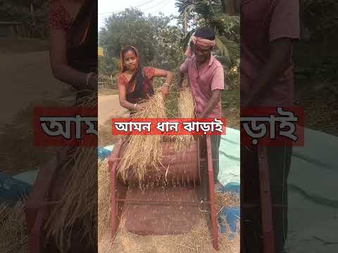 ধান ঝাড়াই করার অভিনব কৌশল I Krishak bandhu I paddy #paddy #farming