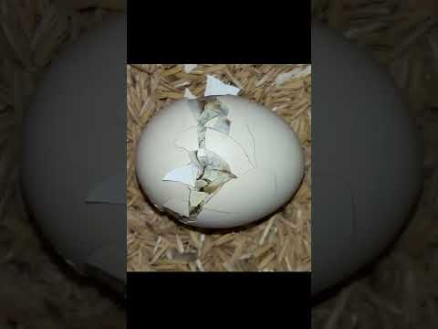 HOMEMADE EGG INCUBATOR DAY 20 #Viral #Shorts