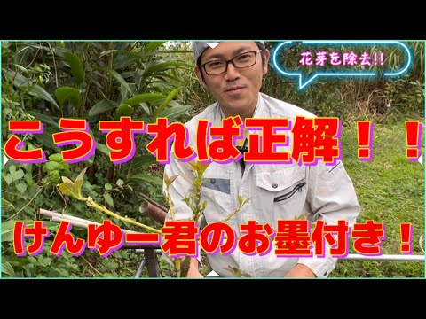 【正解】樹勢が弱って、花芽を摘んだアボカドの様子！！約一月たったら、こうなりました！！【アボカド栽培初心者向き】