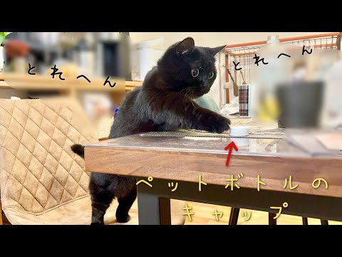 テーブルの上のキャップを頑張って取りたい黒猫