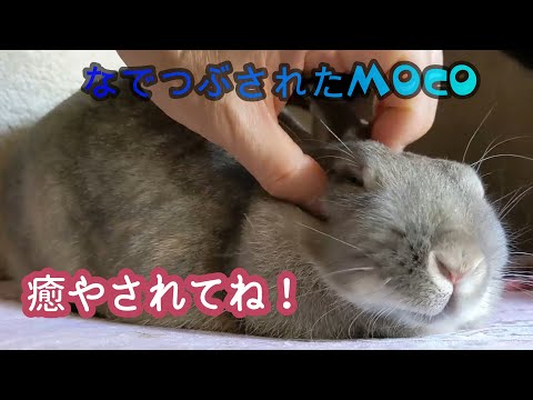 なでつぶされるMocoちゃん！　YouTubeデビューしたてのMocoちゃんです。今回は、なでつぶされ気持ちよくなって寝てしまうMoco。きっと癒やされるので見てネ。