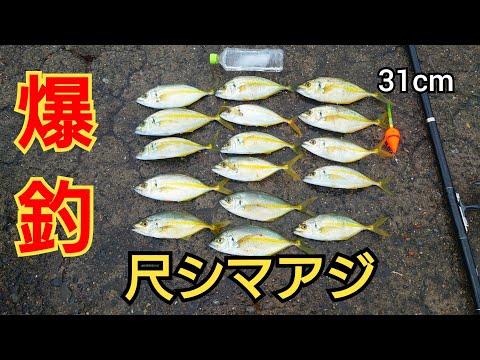 釣り名人に教えてもらった仕掛けを使ったら堤防から尺シマアジが爆釣!!神回