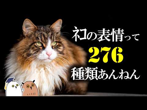 【ゆっくり解説】そんなあるか? | ﾈｺの表情【 進化論 / 科学 / 生態 】