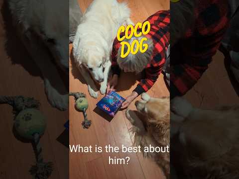 The best of Coco Dog #dogs #shorts #goldenretriever