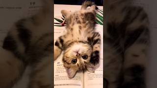 cute kitten #catsworld #catslovers #kitten #viralshort #subscribe #youtubeshorts #shorts