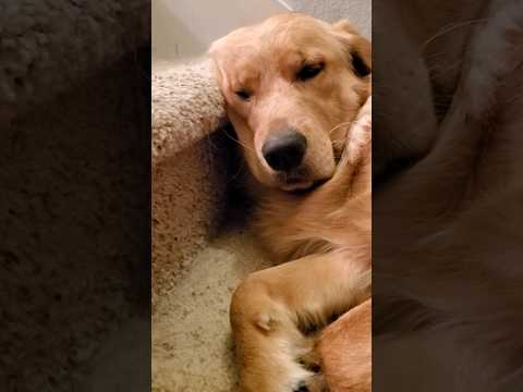 Sleepy puppy! 🐶 💤  #shorts #dog #sleep #puppy #cute