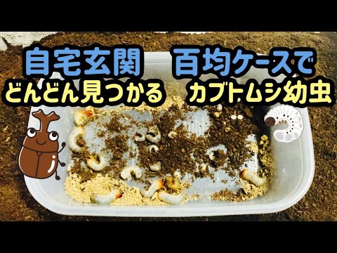 カブトムシどんどん発見