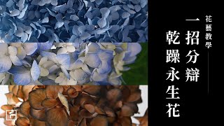 一招分辨「乾燥花、永生花」我們不一樣｜花藝基本功｜花裡 FORi Flower