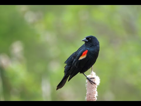 9 Birds of North America (Learn Bird Sounds)