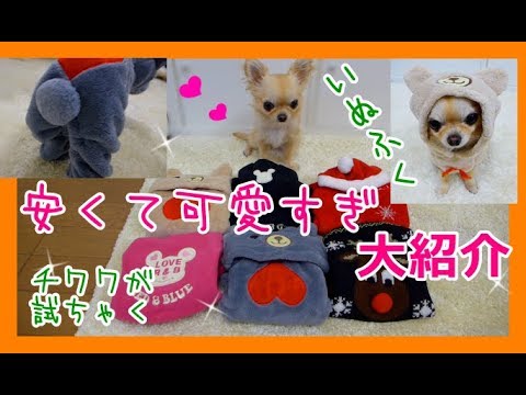 安くて可愛すぎ💖犬服🐶チワワが試着🌟大紹介～Super price 😆 Very cute 💕dog clothes 🐶 Chihuahua try on them