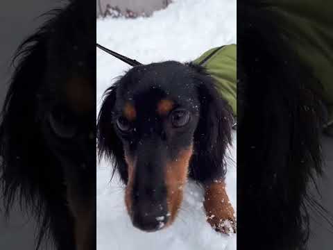 【雪遊び】お前も犬やったんか　#shorts #dog #犬