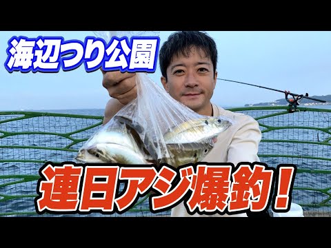 【横須賀海辺つり公園】花火大会の夜もアジ爆釣！最近うみかぜ公園よりアジが釣れる