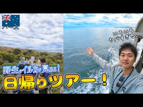 【海外vlog】パースから日帰りで行ける！野生のイルカやアシカが見れるツアーでかわいい動物に会いに行く！