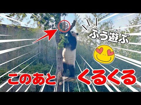 🐼楓浜の背伸びチャレンジ🎯成功後の「神アクション」に癒される！