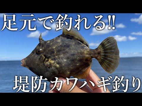 堤防でカワハギが連発！カワハギが釣れない時の「特餌」と悶絶アタリの取り方を紹介します