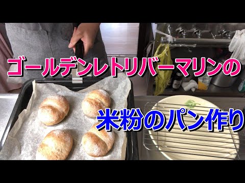 ゴールデンレトリバーマリンちゃんの米粉のパン作り