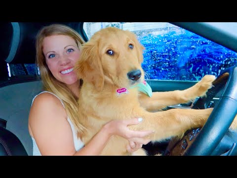 My Puppy's First Time in Car Wash