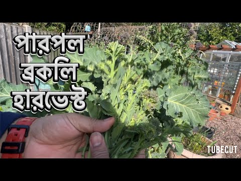 ব্রকলি হারভেস্ট Harvesting Purple Broccoli