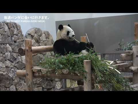 お母さん寝ちゃったね【たった今】アドベンチャーワールド、彩浜🌈良浜🍎【毎週パンダ2025/03/02】Panda just now,cute panda video saihin