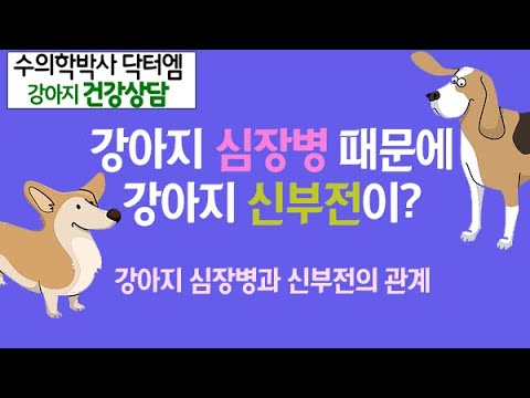 강아지 심장병과 신부전은 어떤 관계가 있을까? -수의학박사 닥터엠의 강아지 119