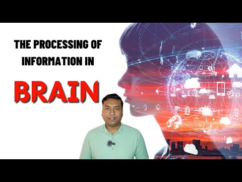 How Our Brains Process Information: A Simple Guide