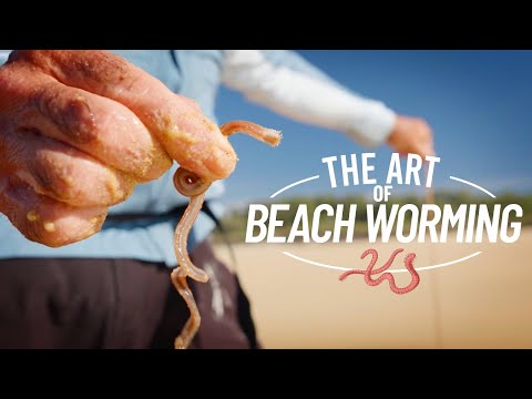 Shimano Beach  Breakdown Series: The Art of Beach Worming