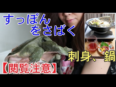 すっぽんを捌いて刺身、鍋にして食べました！Softshell turtle