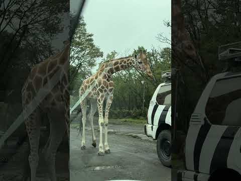 キリン / Giraffe (Shorts) -- 富士サファリパーク / Fuji Safari Park (2024/10/6)