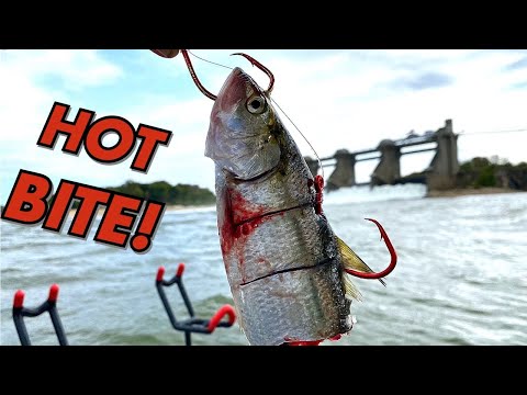 Big River Catfishing. Flatheads and blues