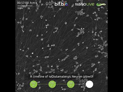 A timeline of ioGlutamateric Neurons