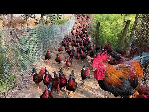 Feeding chickens - Rural poultry farming - raising chickens for meat and eggs.