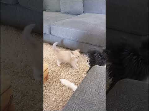 Don't Mess With The Meow #petfun #catsplaying #dogsplaying #catsanddogs #furrbabies