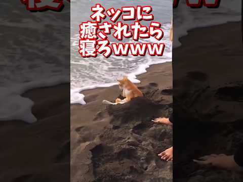 ネッコの動画で癒されたら寝ろｗｗｗ　#2ch #2ch動物スレ #2ch面白いスレ #動物 #犬 #猫 #癒やし #ねこ