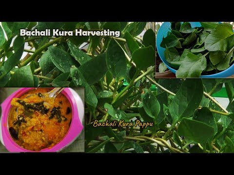 మా balcony లోని బచ్చలికూర harvesting🌿 and బచ్చలికూర పప్పు🍲 || How To Cook Malabar Spinach and Dal