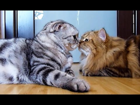 Happy Valentine's Day !  Touching moments of Cute Cats and Kittens