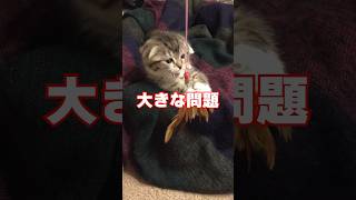 おいどんの昔話…りっちゃんの去勢手術をしたら過去最大のトラブルがはじまった！？🙀 #猫