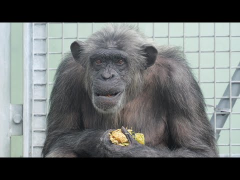 The power of snacks is amazing! Kinko doesn't get angry, but she insists.　Fukuoka CityZoo Chimpanzee