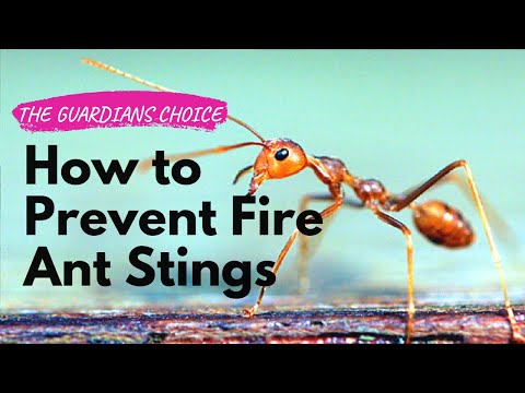 How to Prevent Fire Ant Stings | The Guardians Choice