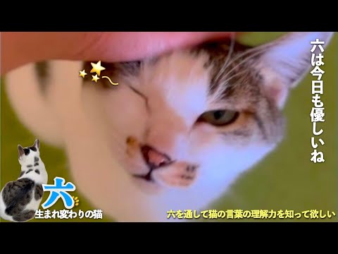 愛猫の六は優しい猫。おしゃべり猫の六の1週間は優しさがいっぱい | [生まれ変わりの猫] 六