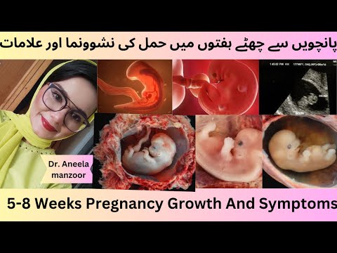 5-8 week fetus growth & symptoms| pregnancy week by week5-6सप्ताह के गर्भ में शिशु का विकास और लक्षण