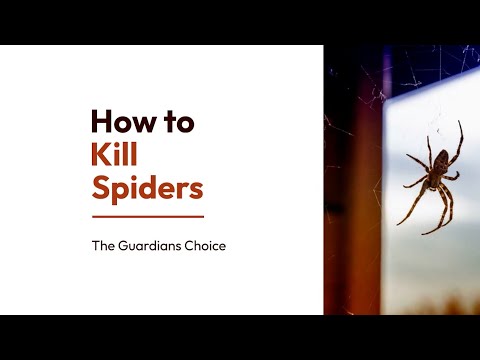 Spider Troubles? How to Safely and Effectively Get Rid of Spiders | The Guardian's Choice