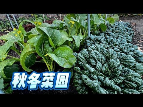 深秋菜园一定要种的耐寒蔬菜garden tour 11/27/2024