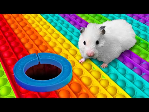 🐹 Hamster POP IT Maze [OBSTACLE COURSE]