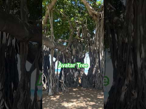 First Time Seeing an Avatar Tree (aka Banyan Tree) | Stunningly Beautiful Banyan Tree in Waikiki