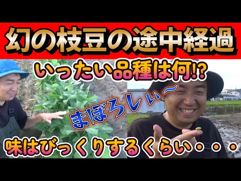 【エダマメ】幻!?の枝豆の生育状況と生実食。品種は？メーカーは？【家庭菜園】【園芸】【農業初心者】