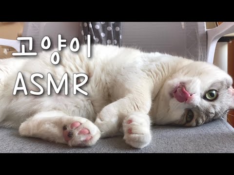 고양이 ASMRㅣ짧은 고양이 입소리, 숨소리 asmrㅣ뽀또복도ㅣ🐱