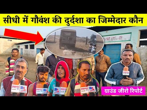 सीधी में गोवंश की दुर्दशा का आखिर जिम्मेदार कौन #mpnews #rewanews #sidhinews #latestnews#mpnewstoday